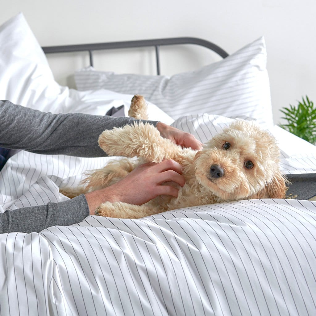 Dog on bed with the Essential Collection Percale Duvet Cover in Charcoal Grey
