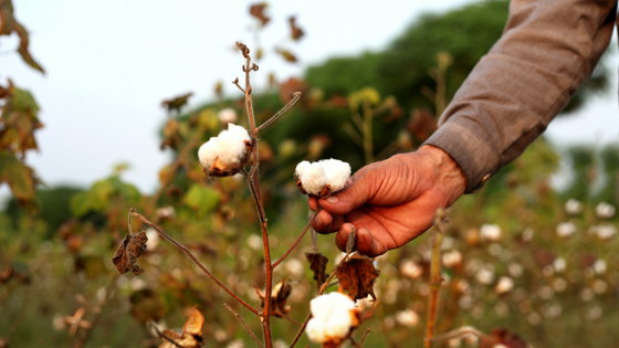 Microfiber vs. Cotton: Battle Between the Sheets