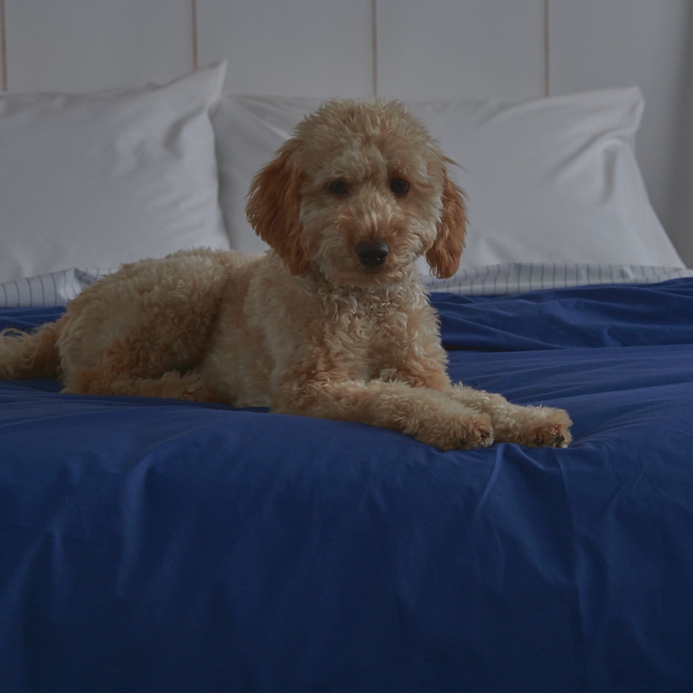 Bed Featuring Dog laying on Navy Percale Sheet