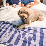 Dog laying on Anchor Turkish Peshtemal Towel